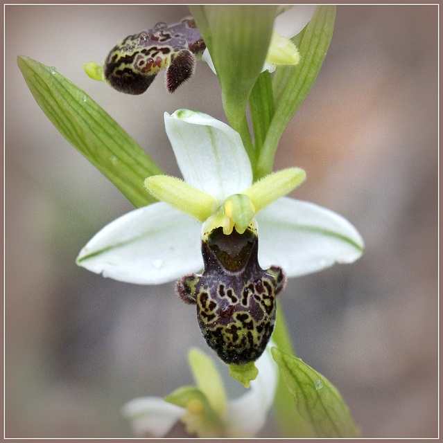 Ophrys philippii