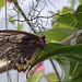 20120623 0680RAw [D-HAM] Vogelfalter (Ornithoptera priamus), Hamm
