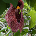 20120623 0690RAw [D-HAM] Pfeifenblume (Aristolochia grandiflora), Hamm