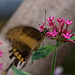 20120623 0692RAw [D-HAM] Großer Schwalbenschwanz (Papilio cresphomtes) [Mittelamerikanischer-] [Brasilianischer Schwalbenschwanz], Hamm