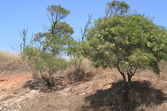 Acacia retinodes in flower, near Rockleigh.