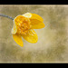 Textured Frosted Buttercup