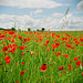 Poppies in Hertfordshire (2)