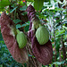 20120623 0702RAw [D~HAM] Pfeifenblume (Aristolochia grandiflora), Hamm