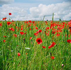Poppies in Hertfordshire (1)