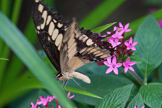20120623 0740RAw [D-HAM] Großer Schwalbenschwanz (Papilio cresphomtes) [Mittelamerikanischer-] [Brasilianischer Schwalbenschwanz], Hamm