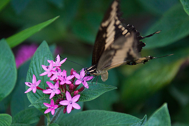 20120623 0742RAw [D-HAM] Großer Schwalbenschwanz (Papilio cresphomtes) [Mittelamerikanischer-] [Brasilianischer Schwalbenschwanz], Hamm