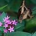 20120623 0742RAw [D-HAM] Großer Schwalbenschwanz (Papilio cresphomtes) [Mittelamerikanischer-] [Brasilianischer Schwalbenschwanz], Hamm
