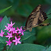 20120623 0743RAw [D-HAM] Großer Schwalbenschwanz (Papilio cresphomtes) [Mittelamerikanischer-] [Brasilianischer Schwalbenschwanz], Hamm