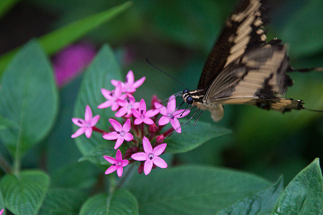 20120623 0744RAw [D-HAM] Großer Schwalbenschwanz (Papilio cresphomtes) [Mittelamerikanischer-] [Brasilianischer Schwalbenschwanz], Hamm