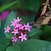 20120623 0744RAw [D-HAM] Großer Schwalbenschwanz (Papilio cresphomtes) [Mittelamerikanischer-] [Brasilianischer Schwalbenschwanz], Hamm