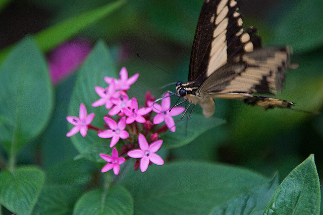20120623 0745RAw [D-HAM] Großer Schwalbenschwanz (Papilio cresphomtes) [Mittelamerikanischer-] [Brasilianischer Schwalbenschwanz], Hamm
