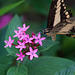 20120623 0745RAw [D-HAM] Großer Schwalbenschwanz (Papilio cresphomtes) [Mittelamerikanischer-] [Brasilianischer Schwalbenschwanz], Hamm