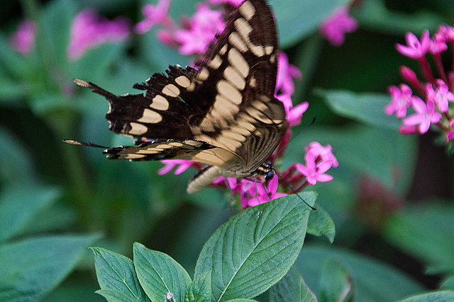 20120623 0747RAw [D-HAM] Großer Schwalbenschwanz (Papilio cresphomtes) [Mittelamerikanischer-] [Brasilianischer Schwalbenschwanz], Hamm