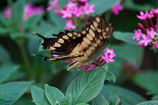20120623 0748RAw [D-HAM] Großer Schwalbenschwanz (Papilio cresphomtes) [Mittelamerikanischer-] [Brasilianischer Schwalbenschwanz], Hamm