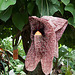 20120623 0749RAw [D-HAM] Pfeifenblume (Aristolochia grandiflora), Hamm