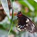 20120623 0750RAw [D-HAM] Vogelfalter (Ornithoptera priamus), Hamm