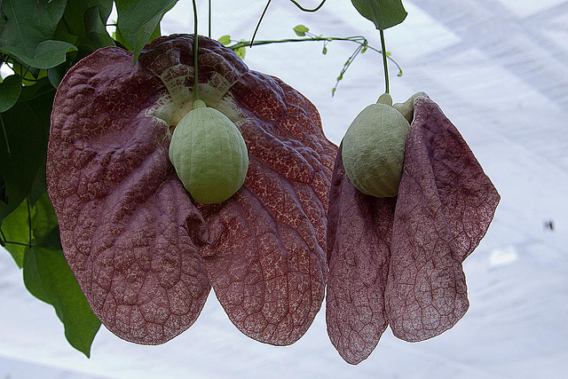20120623 0755RAw [D-HAM] Pfeifenblume (Aristolochia grandiflora), Hamm