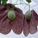 20120623 0755RAw [D-HAM] Pfeifenblume (Aristolochia grandiflora), Hamm