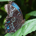 20120623 0775RAw [D-HAM] Blauer Morphofalter ( Morpho menelaus), Hamm
