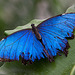 20120623 0779RAw [D-HAM] Blauer Morphofalter ( Morpho menelaus), Hamm