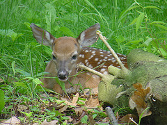 The front-yard fawn