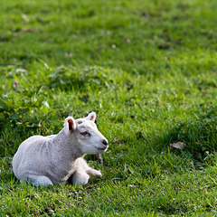 Lamb at Lamer 2011