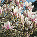 Beautiful magnolia blooms
