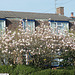 My neighbour's wonderful magnolia tree