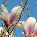 Beautiful magnolia