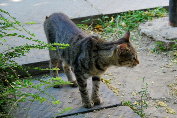 Plovdiv cat