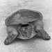 Spiny soft-shelled turtle