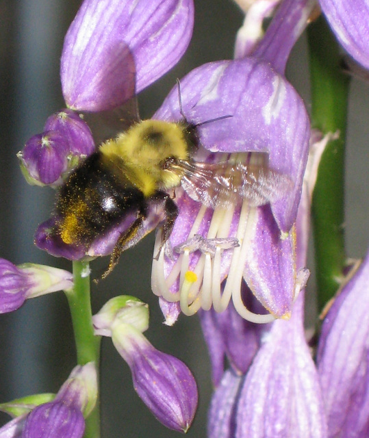 A bumblebee collects nectar