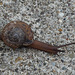 A common snail