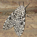 Mosaic moth