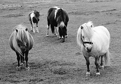 Four Shetland ponies