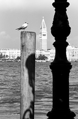Seagull (Venice in monochrome 9)