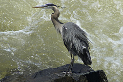 A Great Heron by the Great Falls
