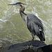 A Great Heron by the Great Falls