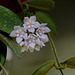 Hoya thomsonii