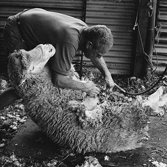 Sheep shearing (16)