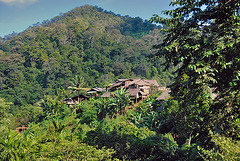 A village in the jungle