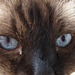 Harry, Yvee's cat with gorgeous eyes