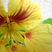 Pale yellow nasturtium