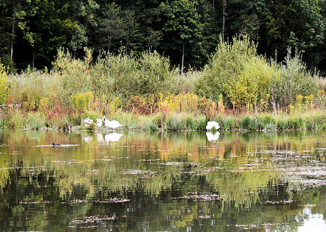 Spiegelungen im Teich