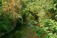 Beverley Brook