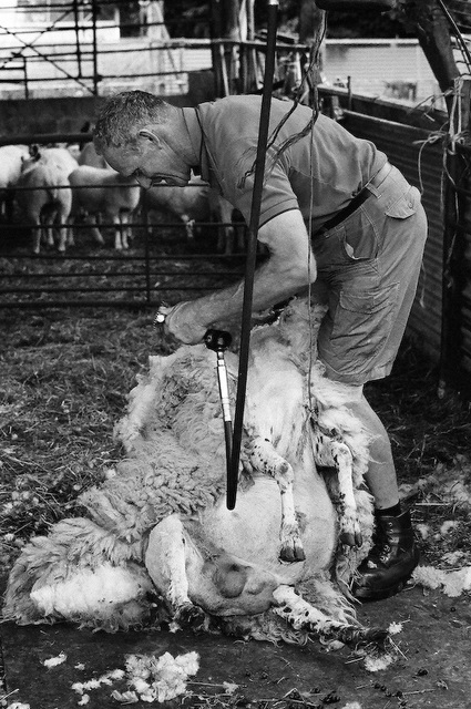 Sheep shearing (6)