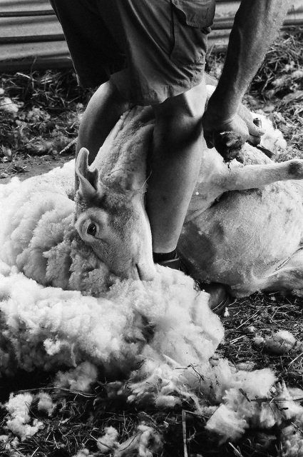 Sheep shearing (13)