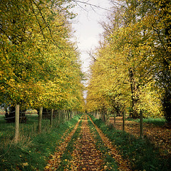 The Lime Avenue