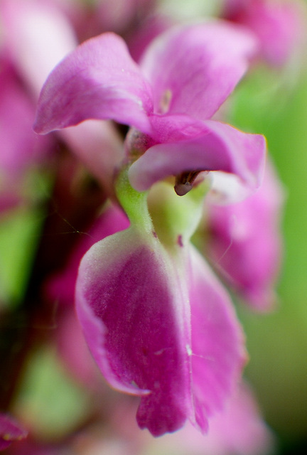 Early Purple orchid